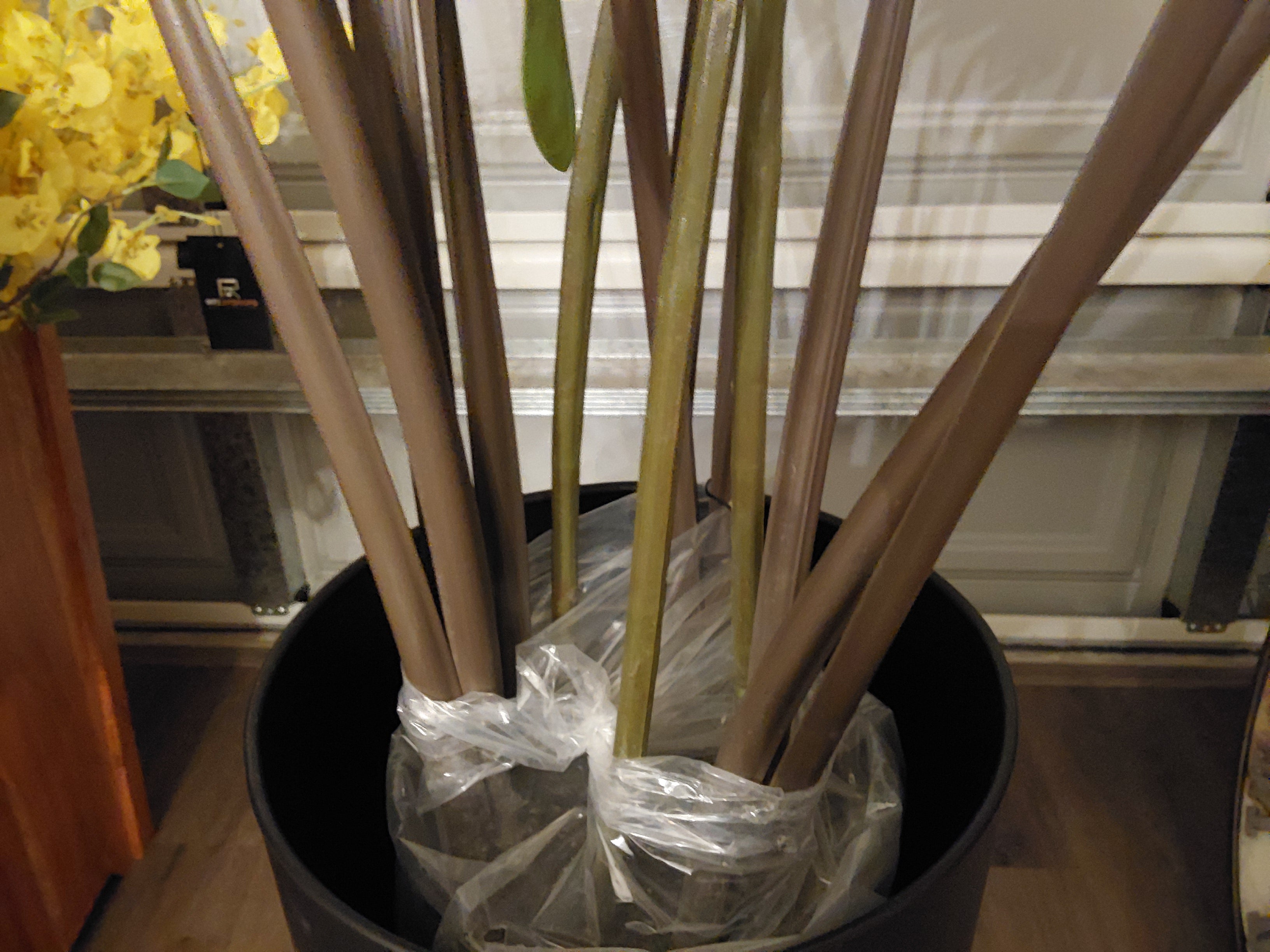 Artificial Fiddle Plant