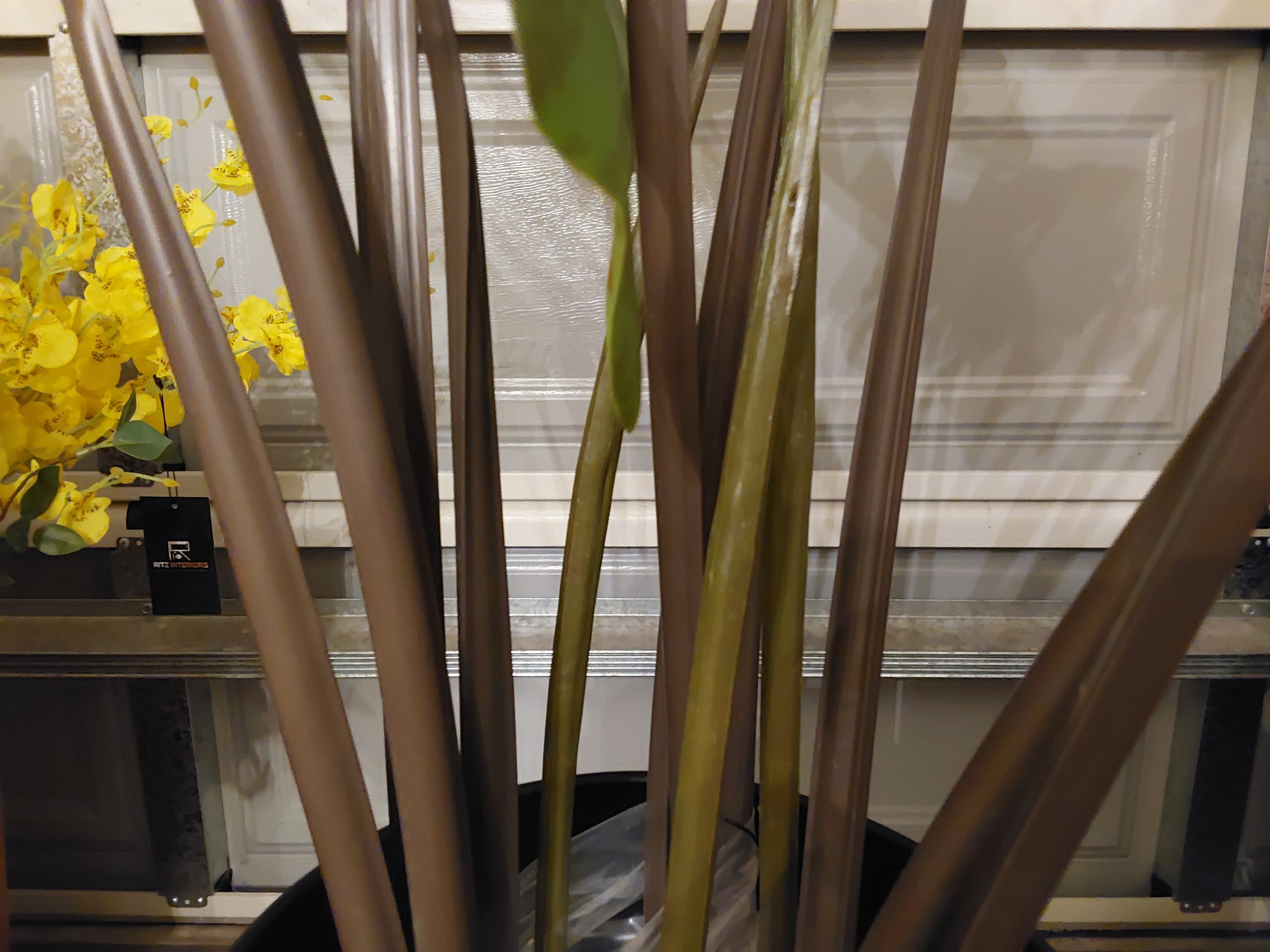Artificial Fiddle Plant