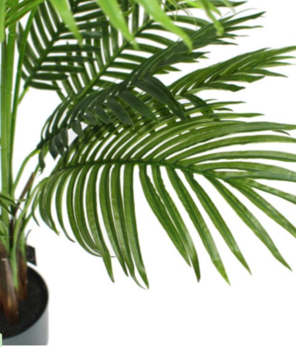 Palm Tree