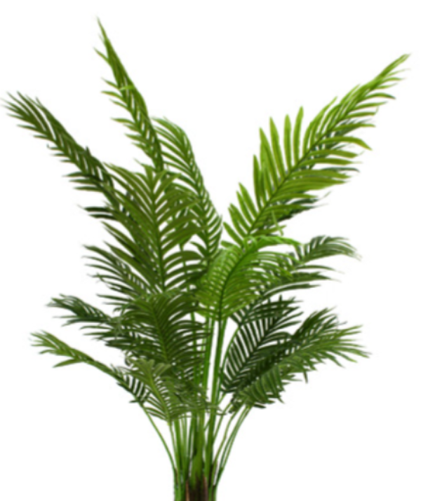 Palm Tree