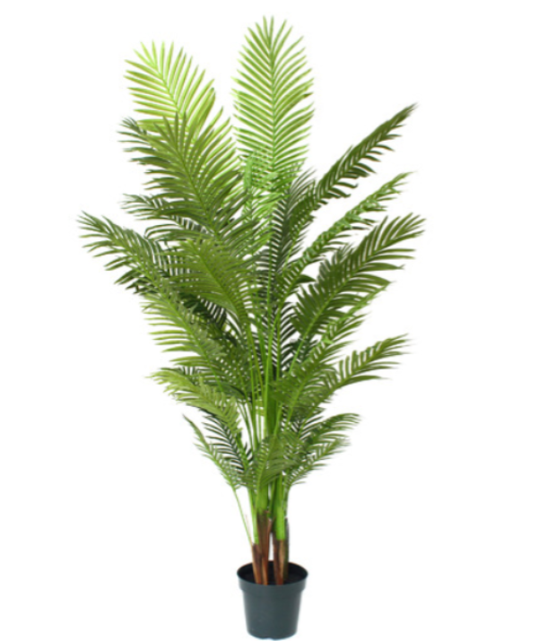 Palm Tree